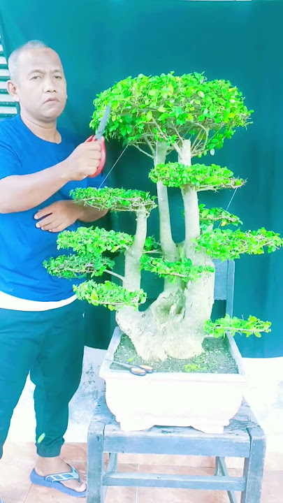 Inspirasi bonsai serut yang istimewa