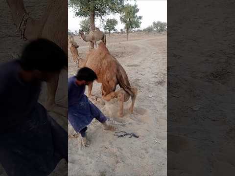 انظر إلى مدى سمك ساقيك وكيف يتم رفعهما ومع وجود وعاء عالق في المنتصف فإنه يرتفع لذلك السبب يتم