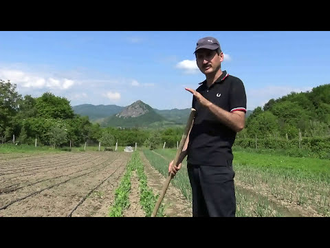 Video: Fasole De Lapte și Mazăre Blancmange