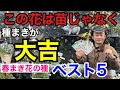 小学生でも育てられる満足度MAXの花の種ベスト5 【園芸】【ガーデニング】【初心者】