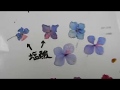 アジサイの花の色の変化