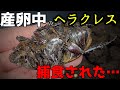 あいつに【襲われた】ヘラクレスオオカブトの産卵セットでおきた悲劇…獲物を狙う強烈なハンターと遭遇…
