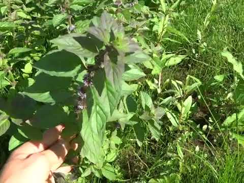 Видео: Использование растений мяты перечной: что делать с растениями мяты перечной