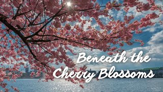 Beneath the Cherry Blossoms - A Soulful Serenade of Japanese Tunes for Heartfelt Relaxation