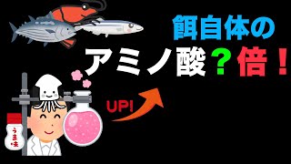 魚が反応するアミノ酸の倍増方法！　カラフトマス 鮭 釣り　グレ　コマセ　ぶっ込み