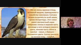 Самые быстрые птицы