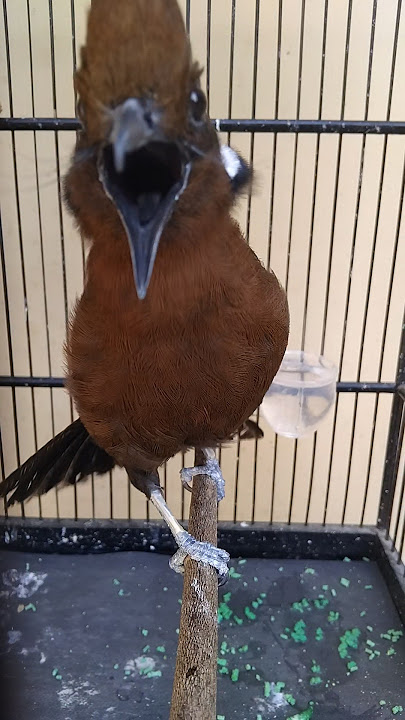 cililin gacor cocok untuk masteran dan pancingan #cililin