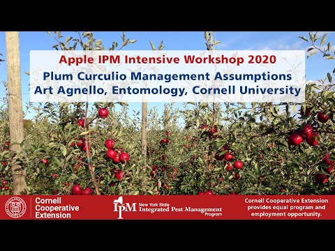 Video: Plum Curculio Control: Liečba Plum Curculio na stromoch