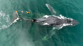 Whale freed from 4,000 pounds of fishing gear off N.J. coast