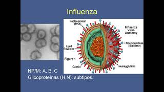 Infecciones virales del aparato respiratorio