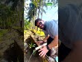 Drinking Tube well Water in North of Goa | A Real Farmer’s Life | #krishiparivar | #raviwadhwa