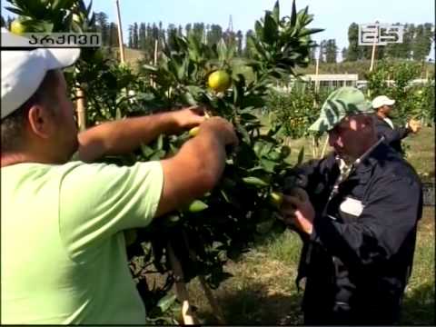 შესაძლოა ციტრუსზე სუბსიდია არ გაიცეს