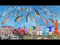 मछली की बारिश नकली स्वामीजी Fish Rain Comedy Video हिंदी कहानिया Hindi Kahaniya Stories Comedy Video
