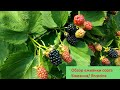 Обзор ежевики сорта Бжезина/ Blackberry Brzezina