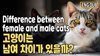 [Eng Dub] What is the difference between a male cat and a female cat?