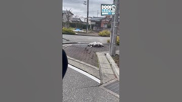 Japan Earthquake Footage