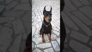 Doberman wants his treat so much