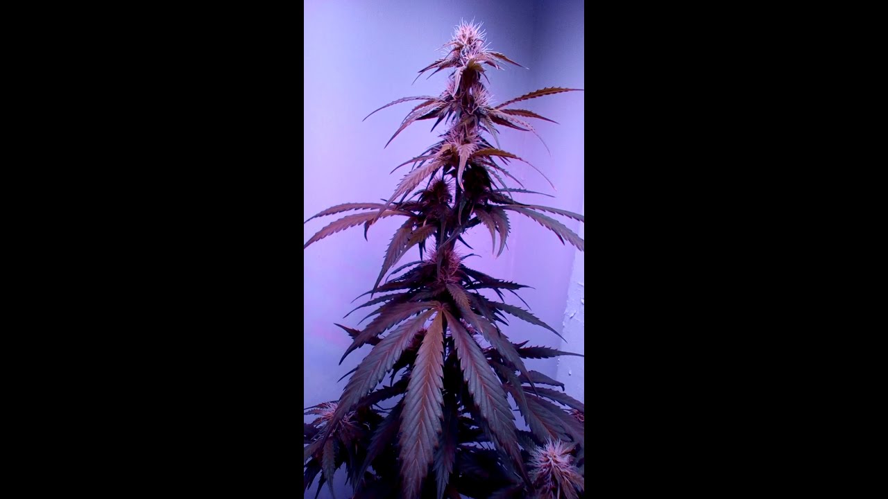 Viparspectra 300 - Autoflowers - Day 47