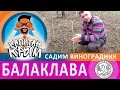 КРЫМ. НОВЫЕ ВИНОГРАДНИКИ. ЗОЛОТАЯ БАЛКА. КАПИТАН КРЫМ