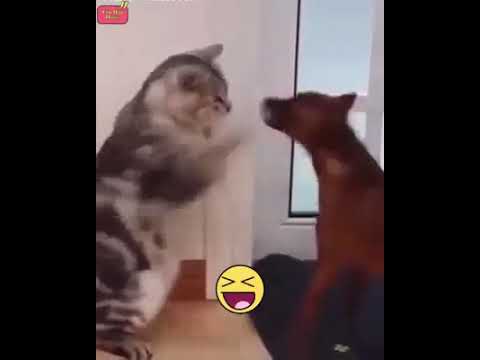 Gato y perro - YouTube
