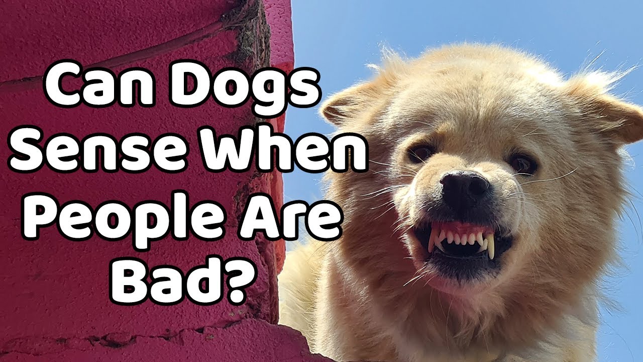 Can Dogs Sense When People Are Bad YouTube can-dogs-sense-when-people-are-bad-youtube