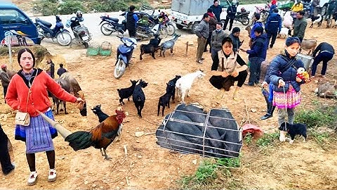 Chợ Phiên Miền Núi Cốc Ly & Bán Là Liệt Dê Núi Và Lợn Bản ,