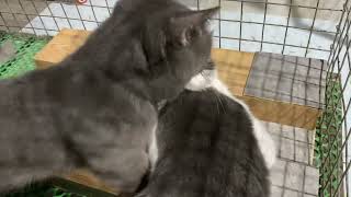 Cat in heat  || Bon vs lon4 || Munchkin Mate || Cat breeding