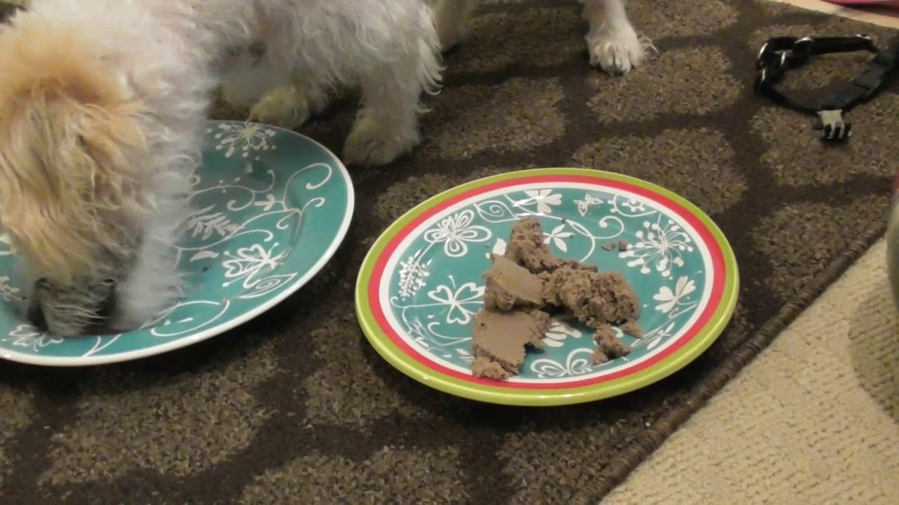 DOG FOOD STORE BOUGHT vs HEALTHY YouTube