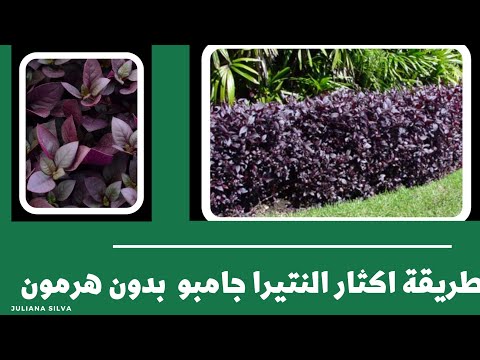 نبات ألنتيرا جامبو طريقة إكثار نبات الألنتيرا بدون هرمون تجذير