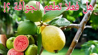 هل تُطعم شجرة الجوافة | goyave guava