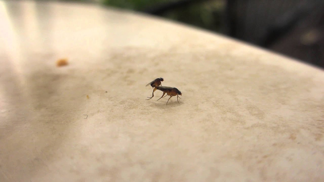 Butt Crush Bug