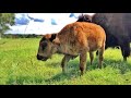 These BABY BISON are CHANGING COLORS!