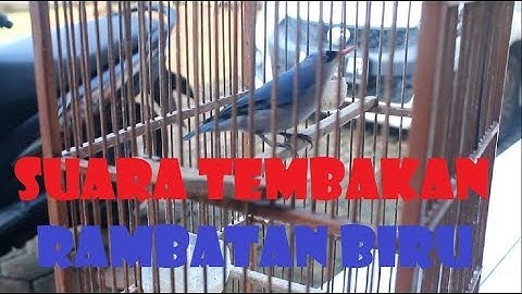 Rambatan Biru Gacor