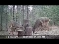 Trail cam  deer turkeys raccoon