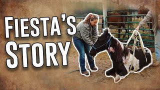 Fiesta's Story by Horse Plus Humane Society 17,895 views 1 month ago 8 minutes, 57 seconds