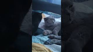 Кот Помогатор