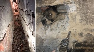 "Кавказець" Нік застряг у щілині між гаражами, його рятували 15 людей | Порятунок тварин
