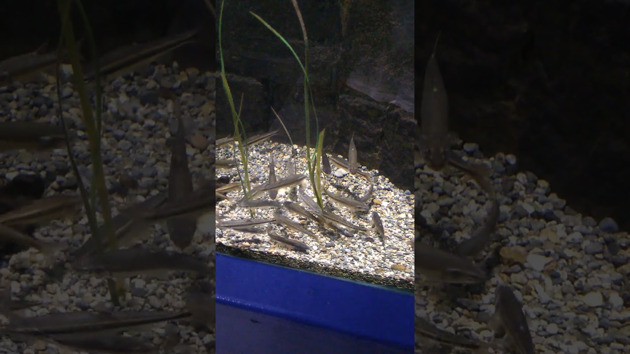 Eurasian Minnow (Phoxinus phoxinus)