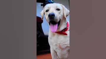 Sad Dog Story | A Short Video | Labrador | Saandy Frames | #shorts #youtubeshorts |