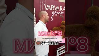 Шерсть собак с аллергией, аллергия у собак