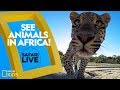 Hyenas and Morning Adventures