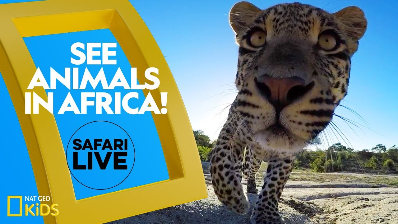 safari live nat geo