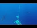 Great White Shark Lucy takes a Poop Underwater in Guadalupe Island Mexico