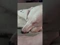 How to Wake a Blind &amp; Deaf Dog