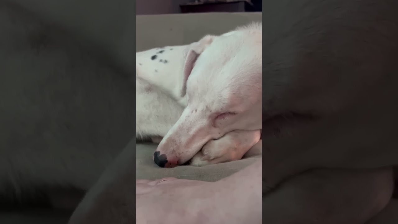 How To Wake A Blind Deaf Dog