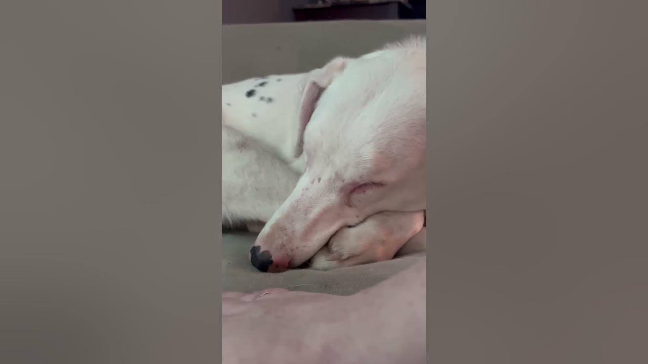 How to Wake a Blind & Deaf Dog How to Wake a Blind & Deaf Dog