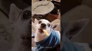 Funniest Animal Videos😂 #shorts #Tiktok