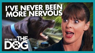 Terrifying Car Journey with Angry Great Danes |  It's Me or The Dog