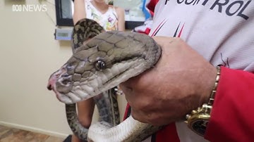 Scrub Python - ABC News