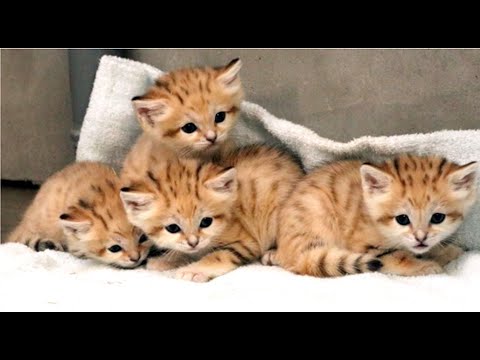 スナネコの赤ちゃんは４つ子　神戸どうぶつ王国で公開